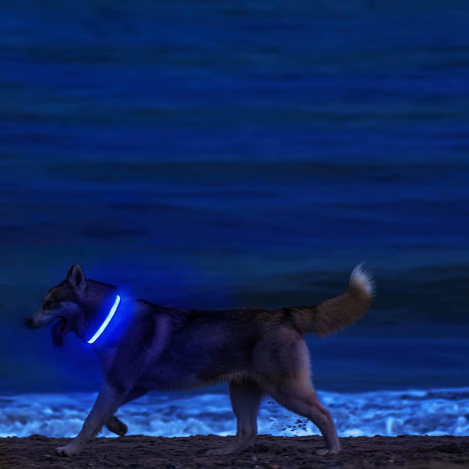 Light up LED Dog Collar Safety Night Walking Flashing Glow in the Dark LED Pet Dog Battery Collar Small Medium Large Dog